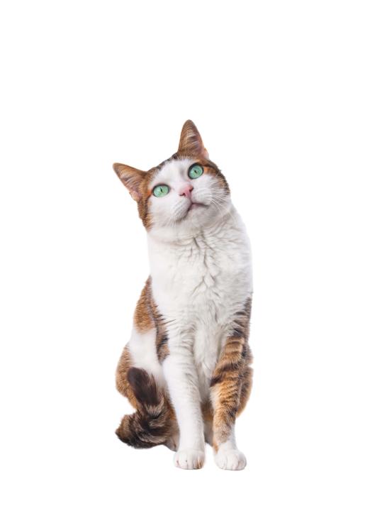 Tratamiento de infecciones bacterianas en heridas cutáneas, intestinales  y otras áreas